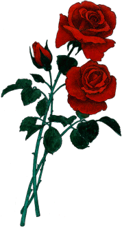 clipart-3roses